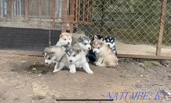 Alaskan Malamute puppies Kyzylorda - photo 8