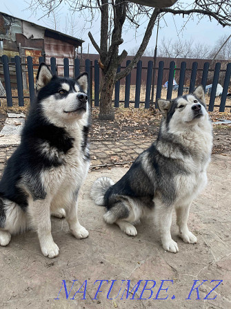 Alaskan Malamute puppies Kyzylorda - photo 2