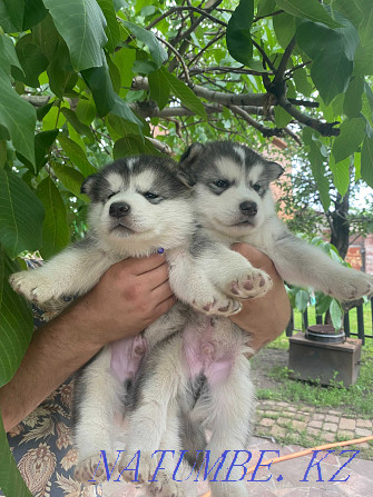 Alaskan Malamute puppies for sale. Ust-Kamenogorsk - photo 7
