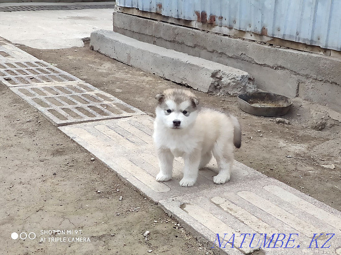 Malamute puppies))) Almaty - photo 1