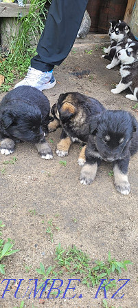 puppies for sale malamute husco Rudnyy - photo 1