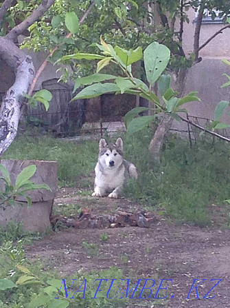 Прадам Маламута Аляскінскі Кентау - photo 1