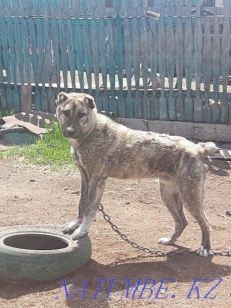 Собачка алабай 11 месяцев Макинск - изображение 1