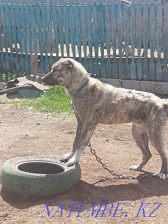 Собачка алабай 11 месяцев Макинск - изображение 2