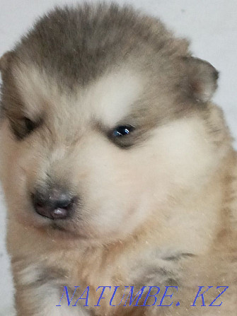 Alaskan malamute Karagandy - photo 2