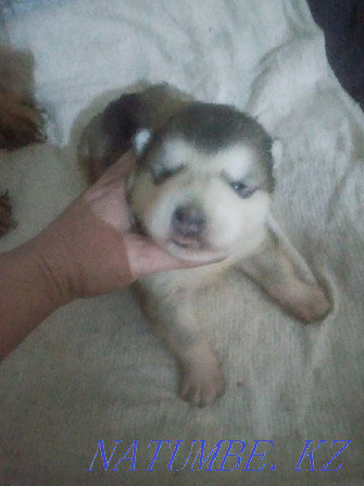 Mayskaya Imperiya kennel offers a boy Alaskan Malamute Zhezqazghan - photo 2