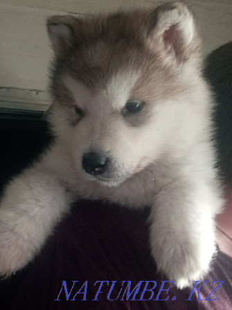 Mayskaya Imperiya kennel offers a boy Alaskan Malamute Zhezqazghan - photo 4