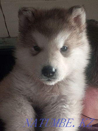 Mayskaya Imperiya kennel offers a boy Alaskan Malamute Zhezqazghan - photo 7