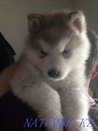 Mayskaya Imperiya kennel offers a boy Alaskan Malamute Zhezqazghan - photo 1