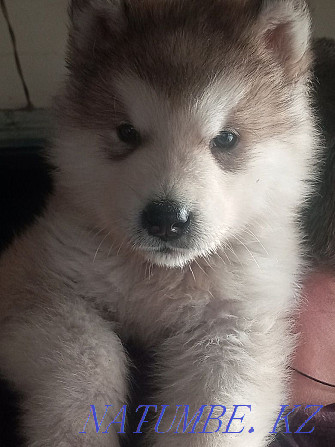 Mayskaya Imperiya kennel offers a boy Alaskan Malamute Zhezqazghan - photo 5