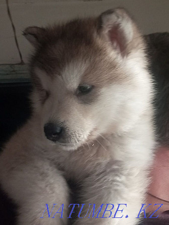 Mayskaya Imperiya kennel offers a boy Alaskan Malamute Zhezqazghan - photo 6