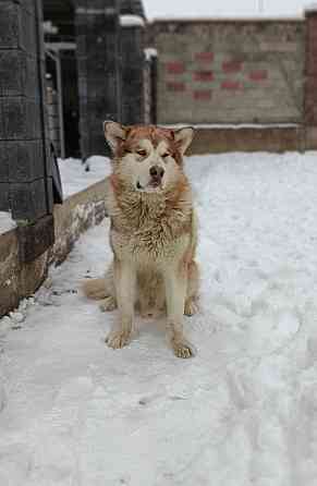 Элитный редкий щенок аляскинский маламут с документами рассрочка Almaty