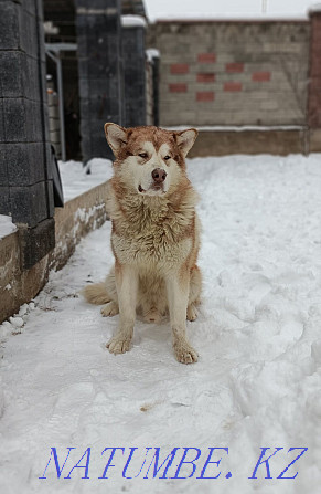 Elite rare Alaskan Malamute puppy with installment documents Almaty - photo 1