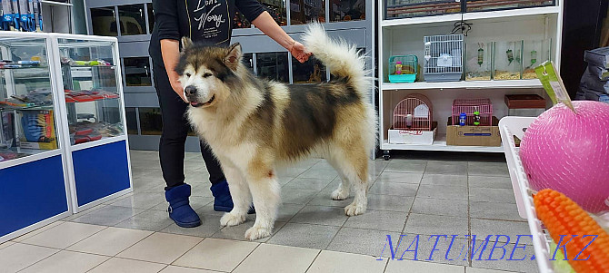 Alaskan Malamute Puppies! Selling! Astana - photo 1