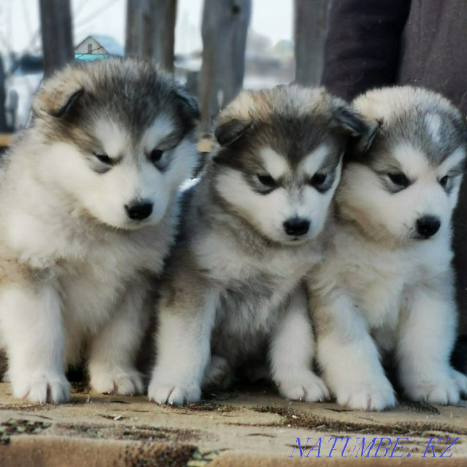Alaskan Malamute Puppies! Selling! Astana - photo 5