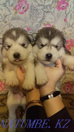 Alaskan Malamute puppies! Selling! Almaty - photo 1