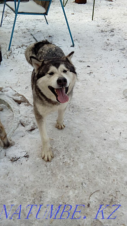 Alaskan malamute. Puppies. Selling. Kostanay - photo 1