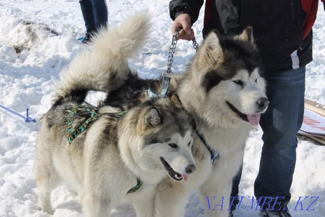 Alaskan malamute. Puppies. Selling. Kostanay - photo 4