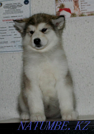 Alaskan malamute. Puppies. Selling. Kostanay - photo 3