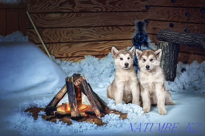 Alaskan Malamute Puppies! Selling! Temirtau - photo 7