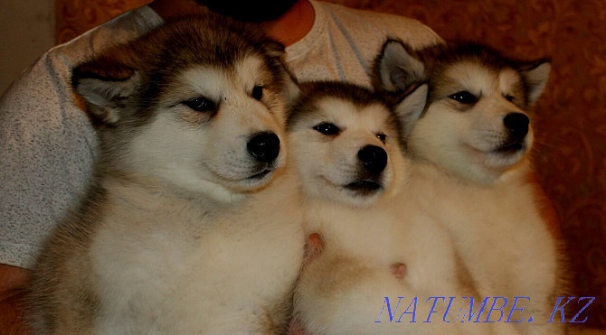 Alaskan Malamute Puppies! Selling! Temirtau - photo 5