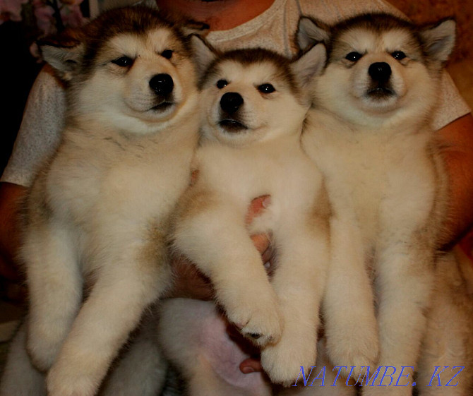 Alaskan Malamute Puppies! Selling! Temirtau - photo 6