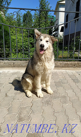 Elite puppies with documents Alaskan Malamute Almaty - photo 2