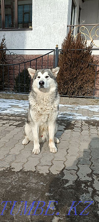 installments for 20,000! Teen boy with Malamute papers Almaty - photo 2