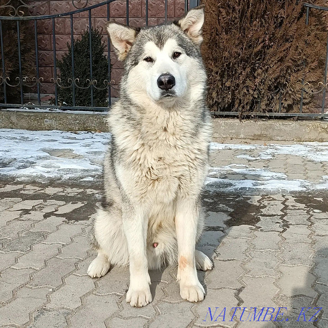 installments for 20,000! Teen boy with Malamute papers Almaty - photo 1