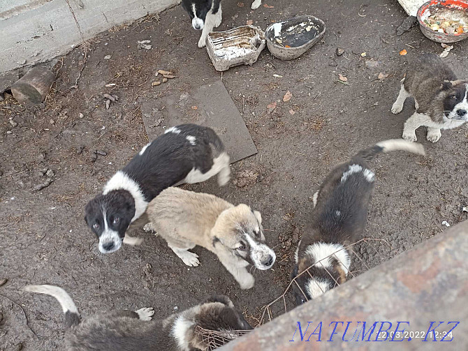 Alabai pure puppies Almaty - photo 4
