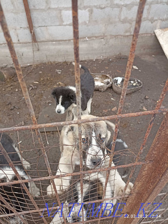 Alabai pure puppies Almaty - photo 3
