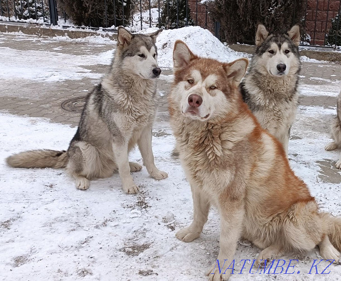 Puppies teenagers purebred Alaskan Malamute with docks Almaty - photo 1