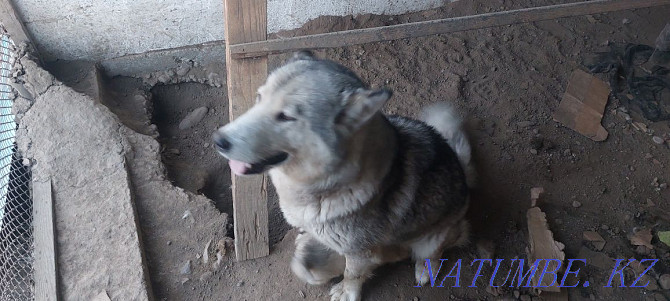 Malamute for free Каргалы - photo 2