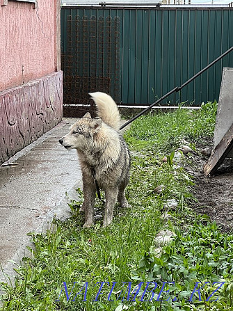 Malamutes Almaty - photo 7