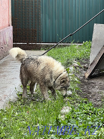 Malamutes Almaty - photo 8