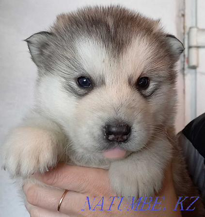 Alaskan Malamute puppy.Girl Kostanay - photo 6