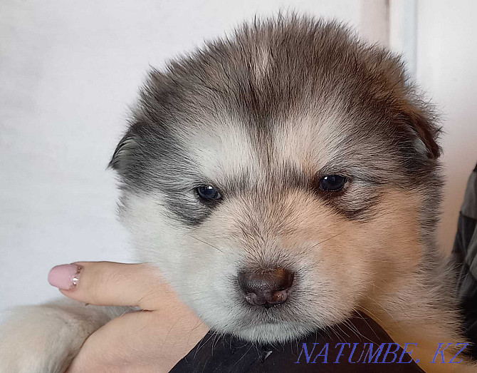 Alaskan Malamute puppy.Girl Kostanay - photo 3