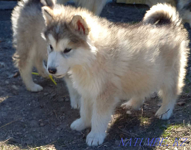 Alaskan Malamute puppy.Girl Kostanay - photo 1