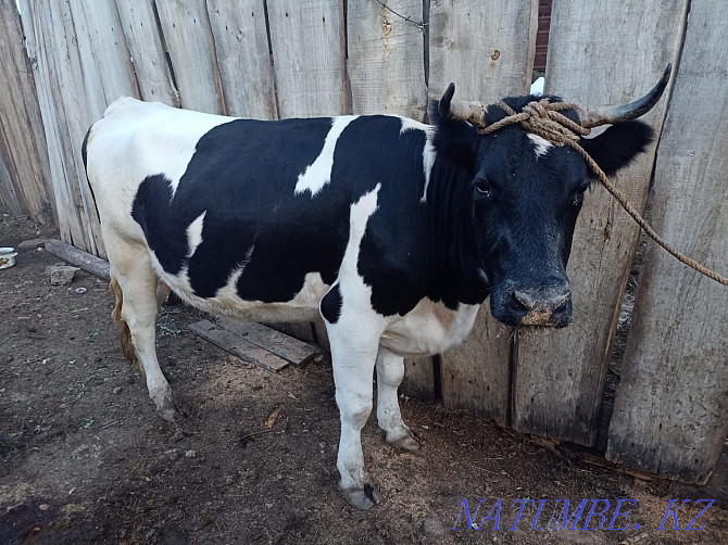 Сиыр сатамын Продам корову  - изображение 1