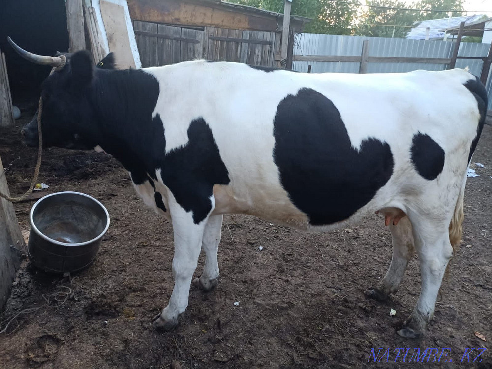 Сиыр сатамын Продам корову  - изображение 2
