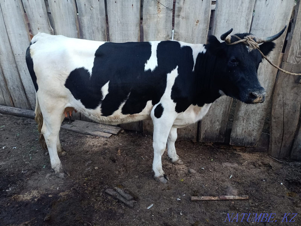 Сиыр сатамын Продам корову  - изображение 3