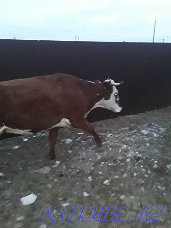 Корова с телёнком  - изображение 2