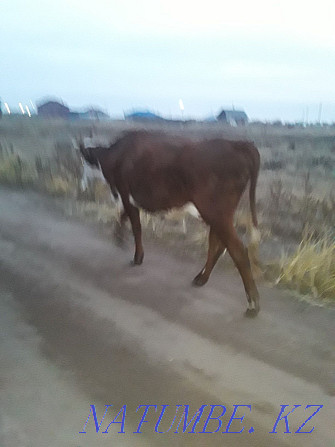 Cow with calf  - photo 3