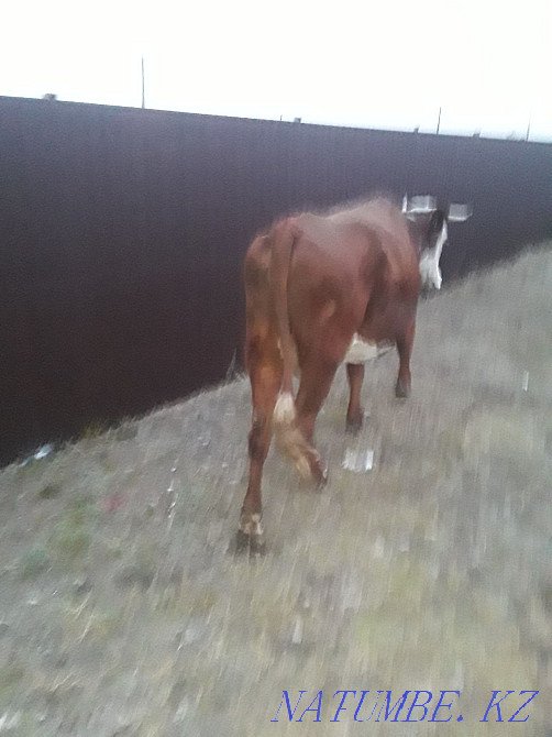 Корова с телёнком  - изображение 4