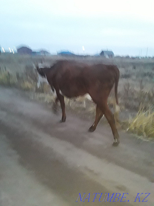 Корова с телёнком  - изображение 3