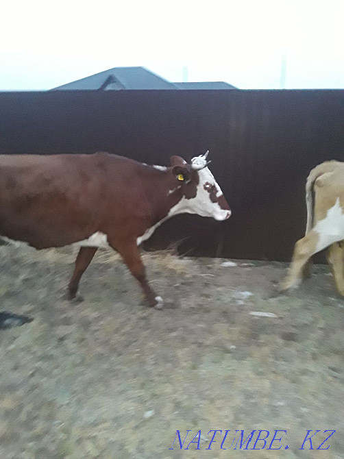 Корова с телёнком  - изображение 1