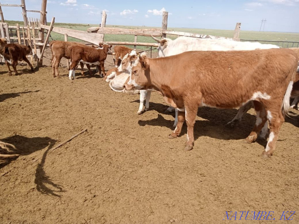 Продам корову (первателка) Семей - изображение 1