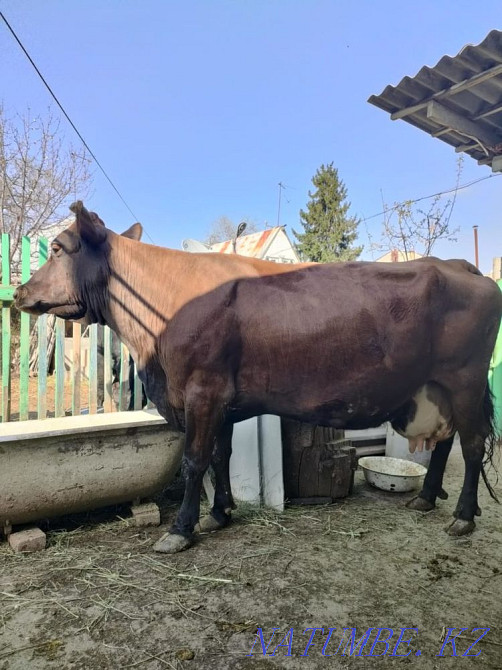 I will sell a cow Qaskeleng - photo 2