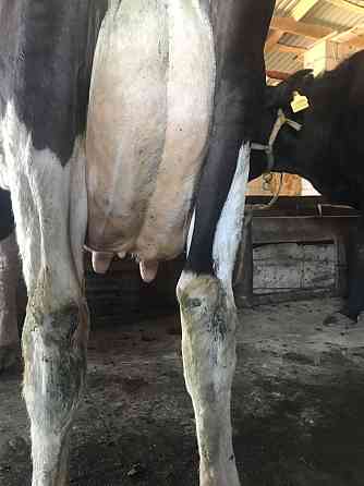 Ярославская молочный корова Qaskeleng