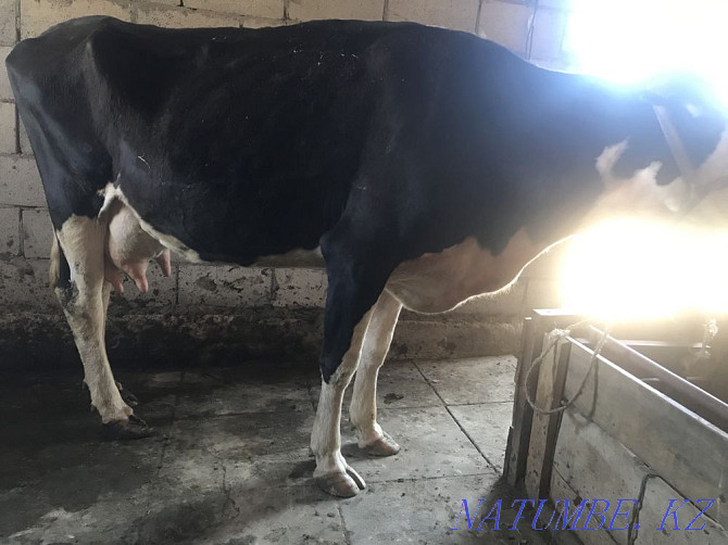 Yaroslavl dairy cow Qaskeleng - photo 4